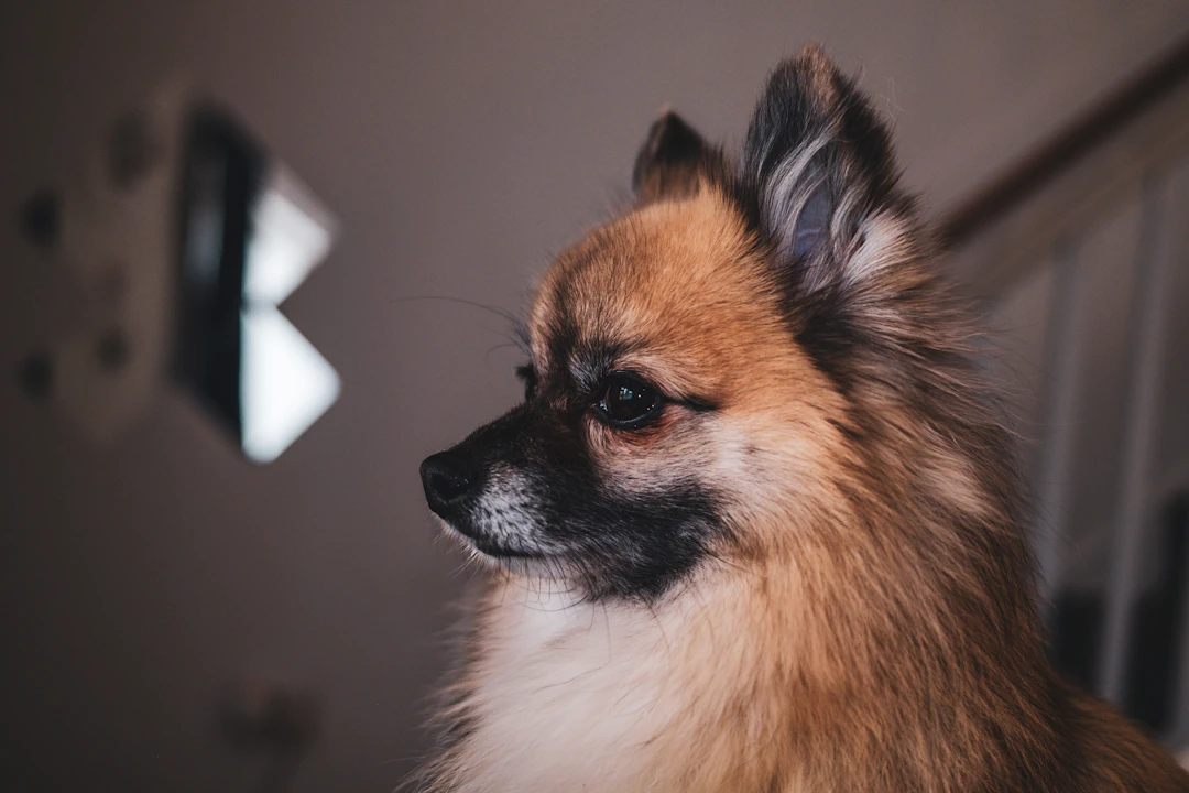 Como cuidar da saúde bucal dos cães e gatos