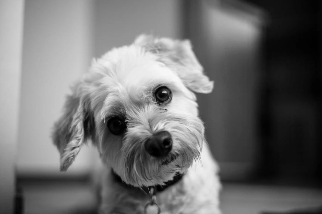 Por que os cães inclinam a cabeça quando falamos com eles?