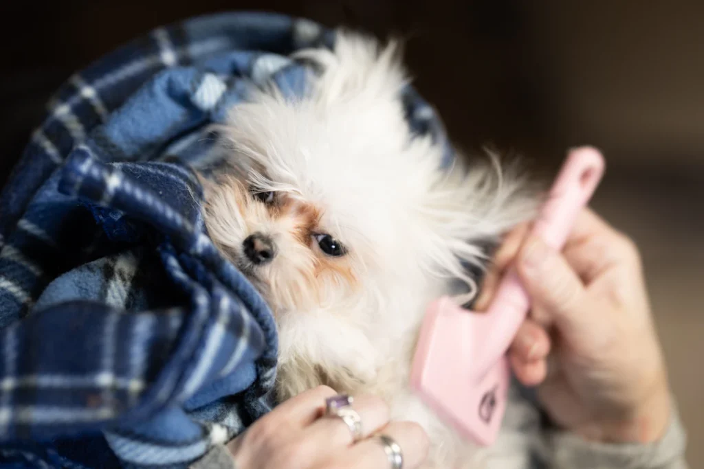 Cachorro pequeno sendo escovado com delicadeza.