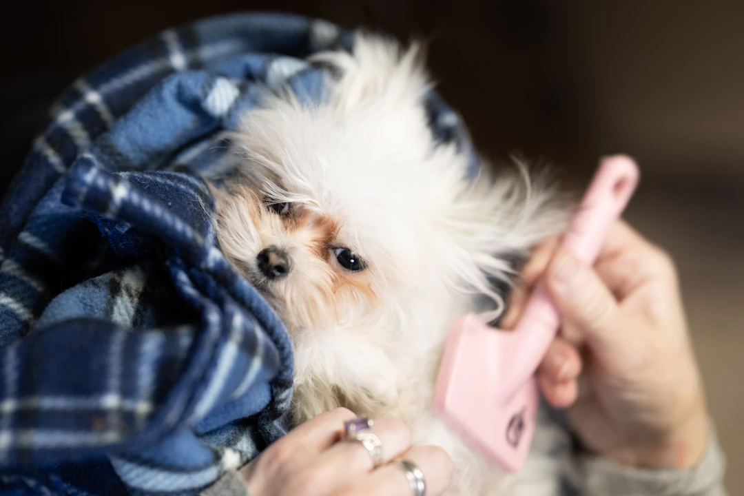Cuidados essenciais com a pele e a pelagem dos pets
