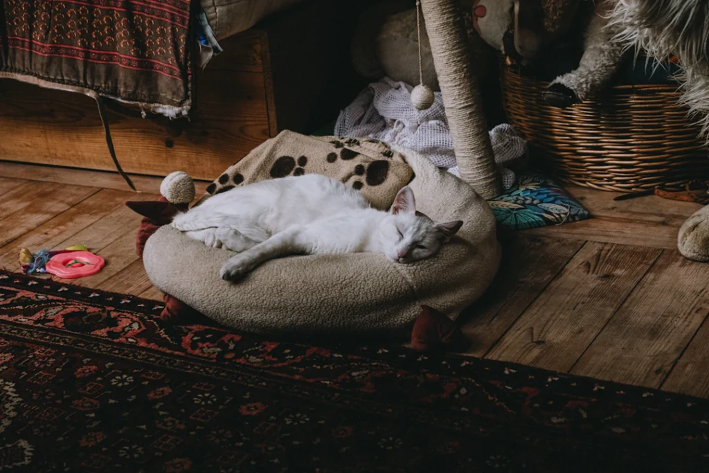 Gato descansando em uma caminha.