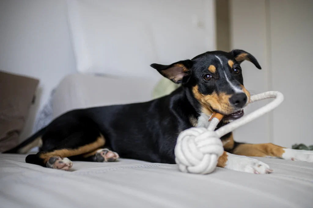 Cachorro com um brinquedo em ambiente doméstico.
