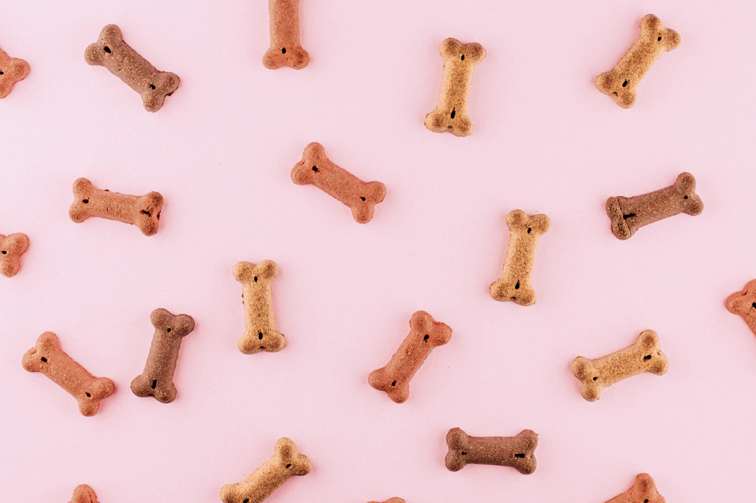 Receita de petisco assado para cães: ingredientes, preparo e cuidados