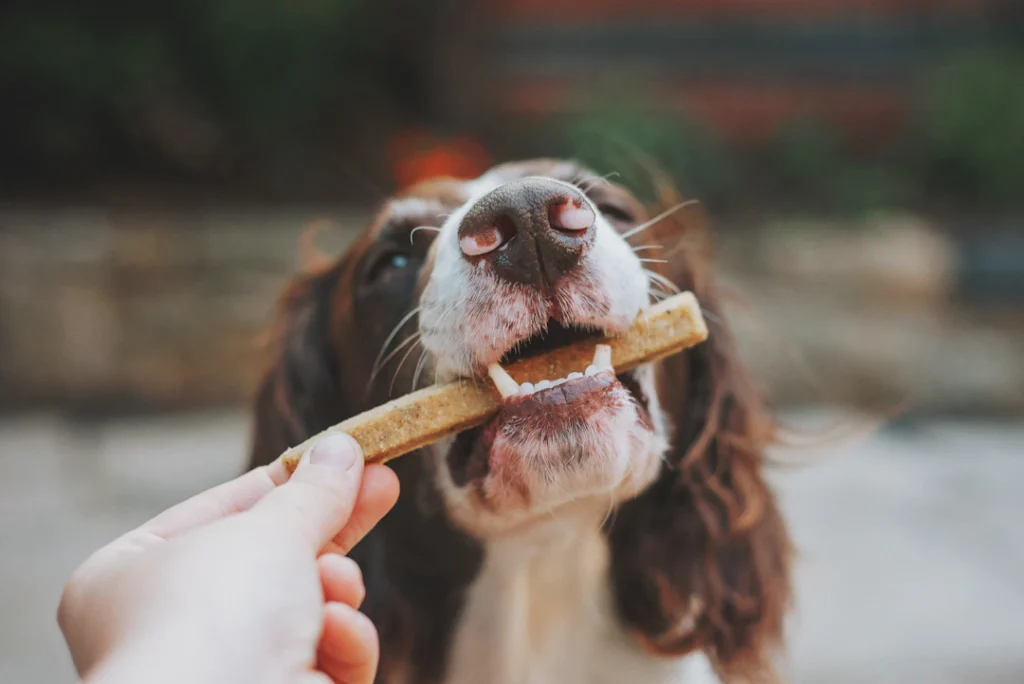 Cachorro recebendo um petisco da mão de uma pessoa; imagem ilustrativa.