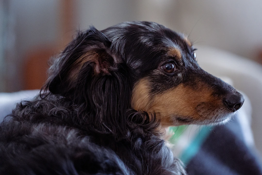 O que significa quando o cachorro segue o tutor pela casa?