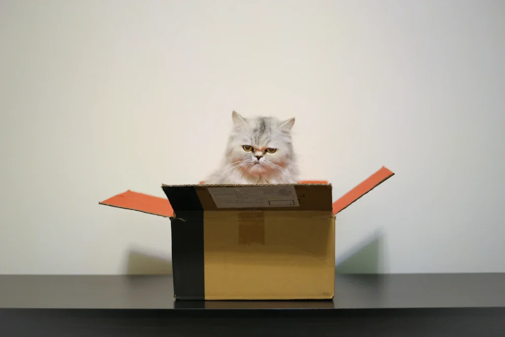 Gato sentado dentro de uma caixa de papelão.